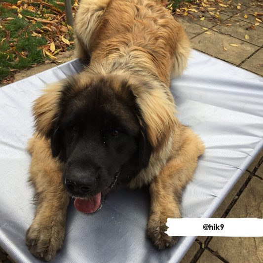 HiK9 Bed with Heavy Duty Silver Mesh Cover