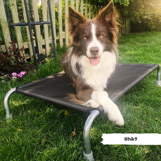 HiK9 Bed with Chocolate Mesh Cover