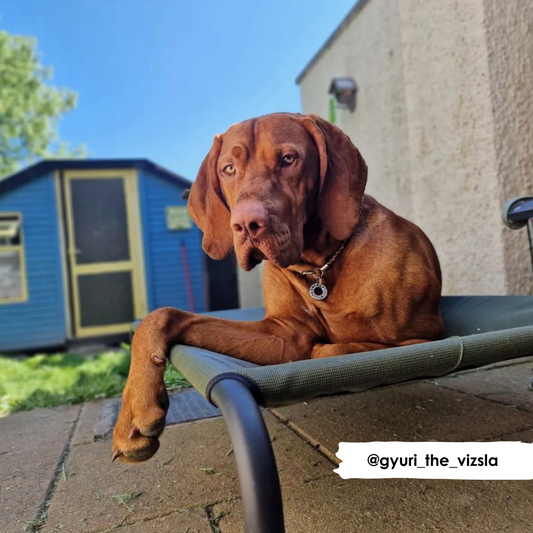 HiK9 Bed with Olive Mesh Cover