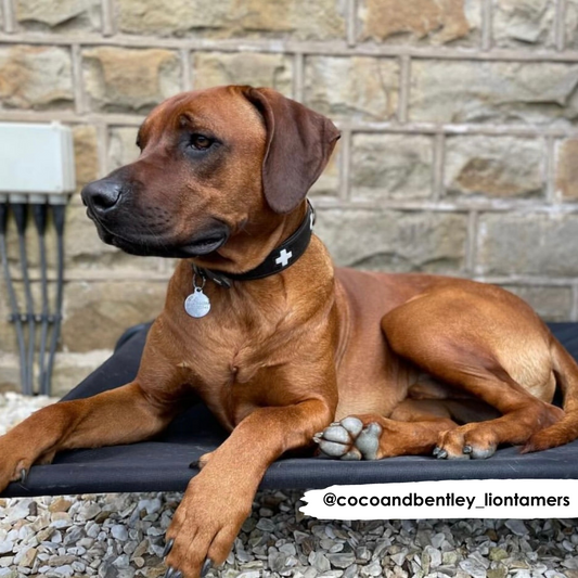 HiK9 bed met zwarte canvas hoes