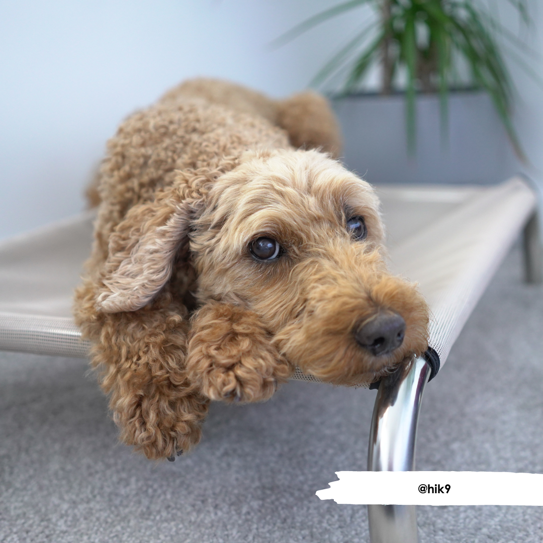 HiK9 Bed with Fawn Mesh Cover