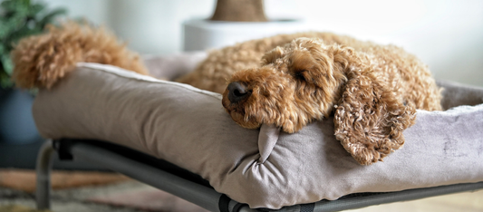 How Much Do Dogs Sleep?