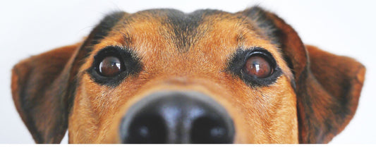 How Incredible is a Dog's Sense of Smell?