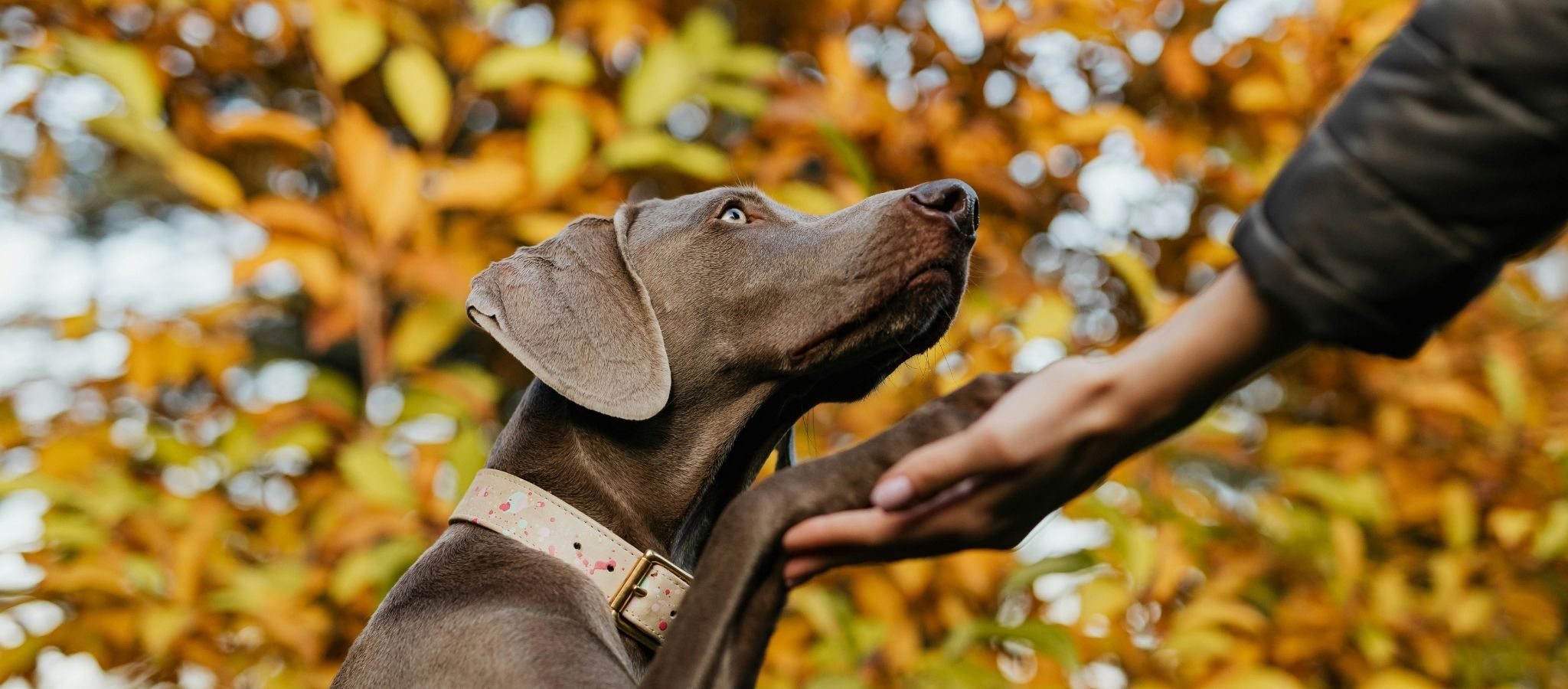 How Dogs Help Mental Health: Emotional Support & Therapy – HiK9