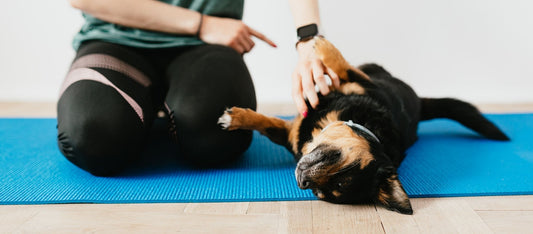 Your Guide to Getting Fit With Your Dog
