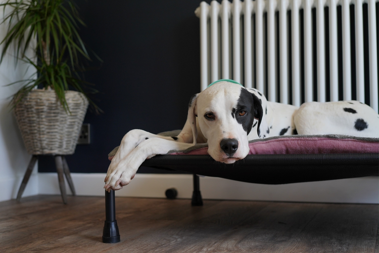 HiK9 Reversible Pads