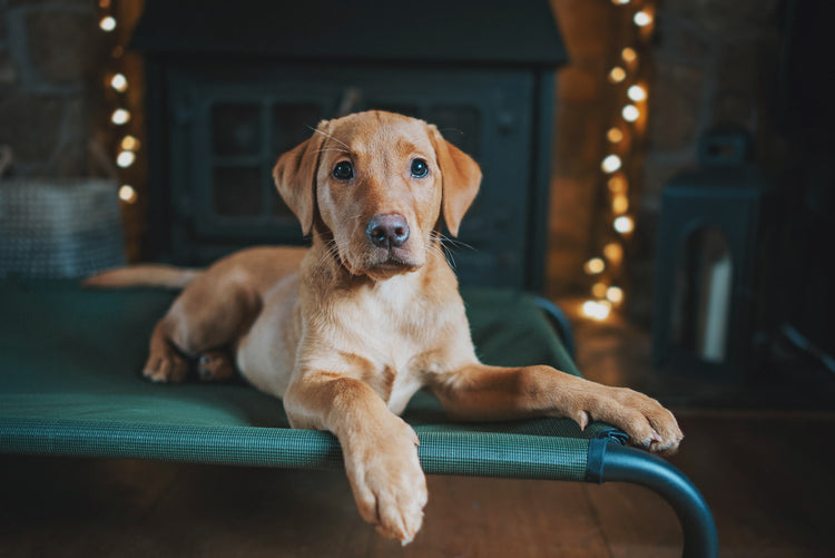 20% Off Original HiK9 Beds