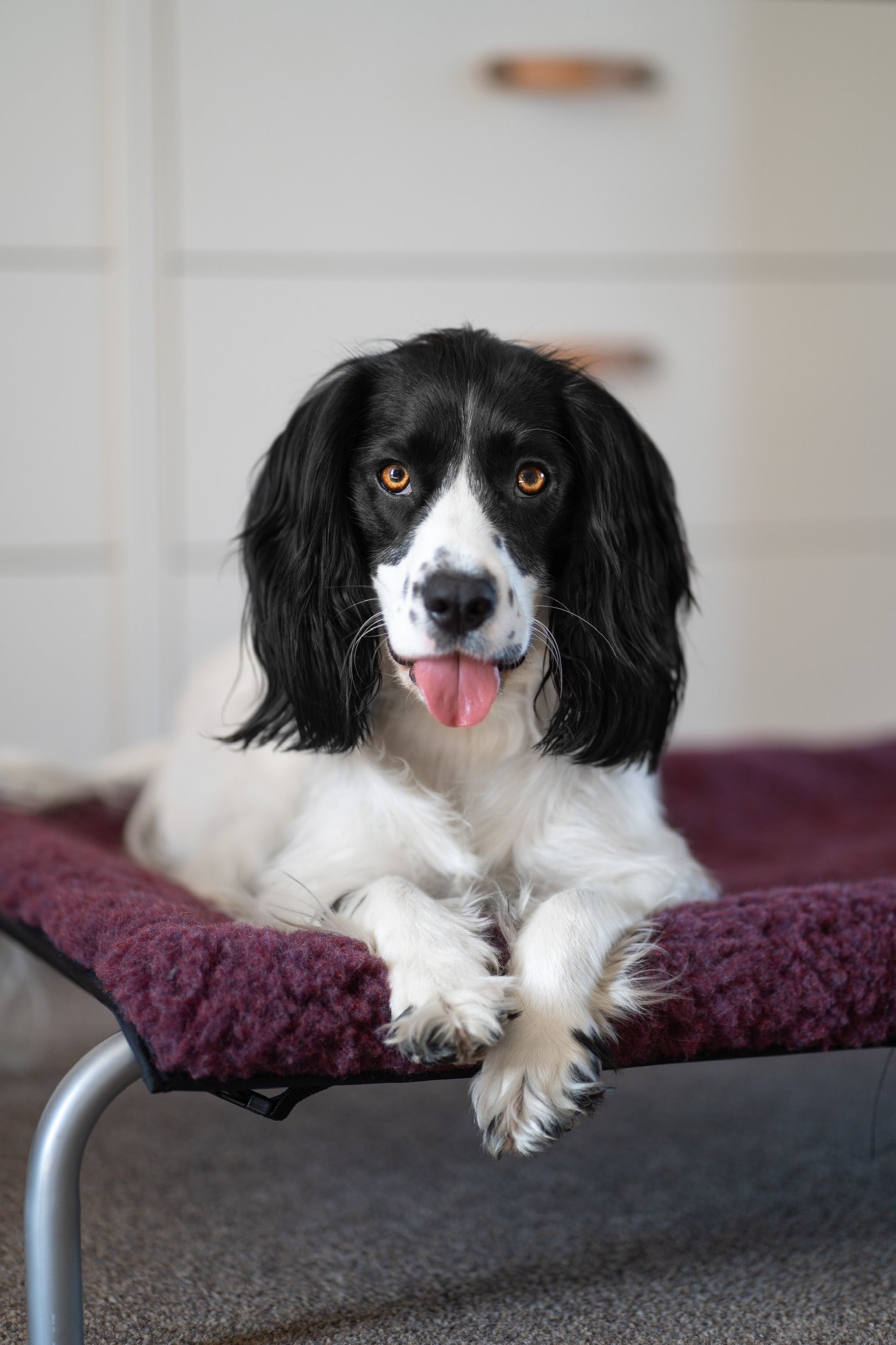 Hik9 dog bed sale sale