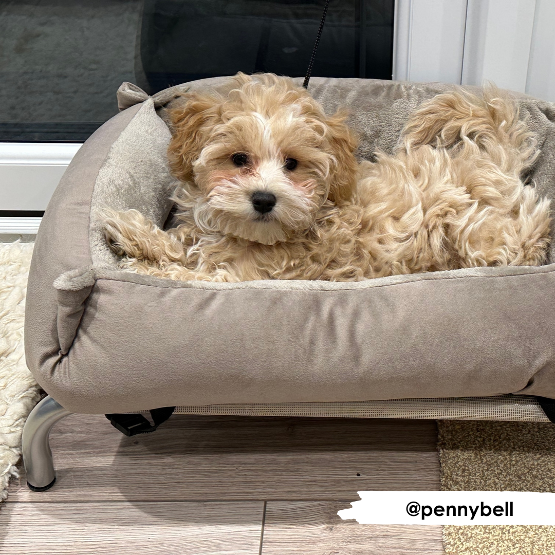 Mushroom Cuddle Soft & Cedar Velvet Luxury Nest