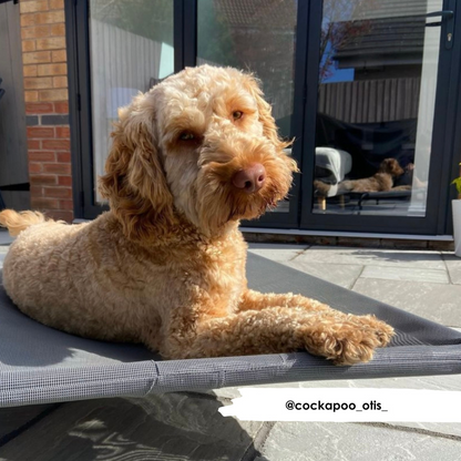 HiK9 Bed with Grey Mesh Cover - HiK9