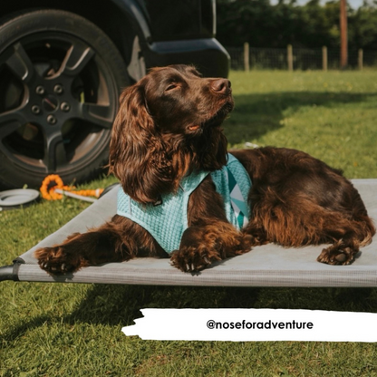 HiK9 Bed with Grey Mesh Cover - HiK9