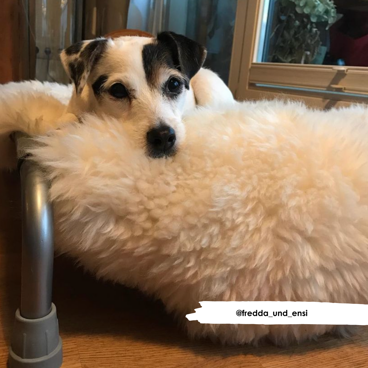 Ivory Sheepskin - HiK9