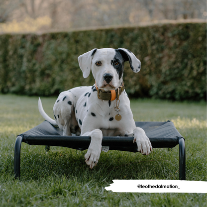 HiK9 Bett mit schwarzem Netzbezug