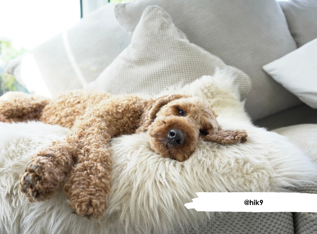 Ivory Sheepskin - HiK9